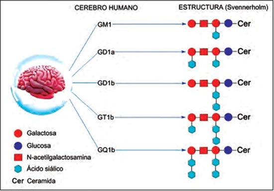 Figura 2. Nomenclatura y estructura de los gangliósidos más abundantes de cerebro humano adulto
