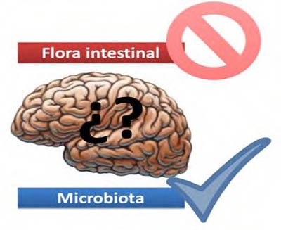 Figura 2. La correcta forma de designar los microorganismos (probióticos). Fuente: elaboración propia