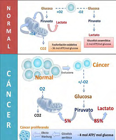 Figura1. Comparación de los procesos en células normales y en células con cáncer. Fuente: elaboración propia 