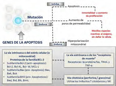 Figura 2. Los genes y la apoptosis.