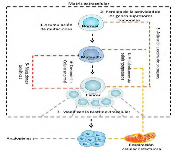 Figura 3: Cambios celulares que promueven la aparición del cáncer.