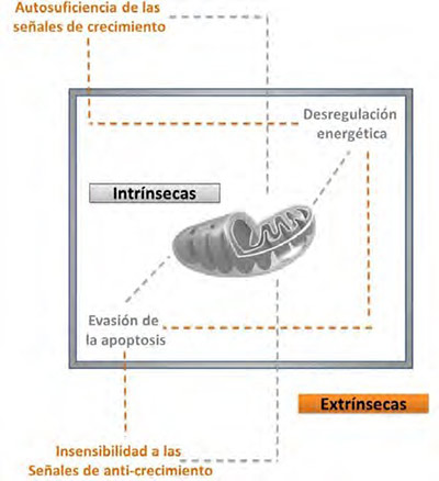 Características que participan en la actividad oncológica y su relación con la mitocondria. Fuente: elaboración propia.