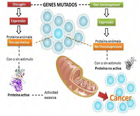 Genes mutados y mitocondria.