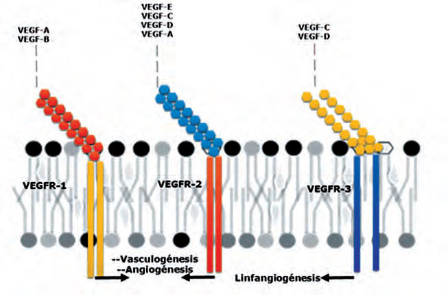 Figura 2. Esquema de compatibilidad de unión entre factores de crecimiento y sus receptores.