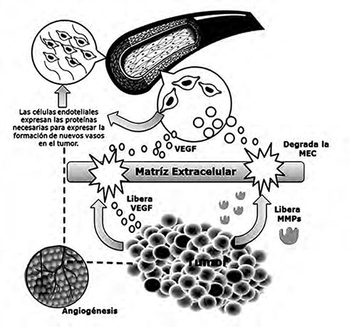 Figura 4. VEGF - en la angiogénesis tumoral.