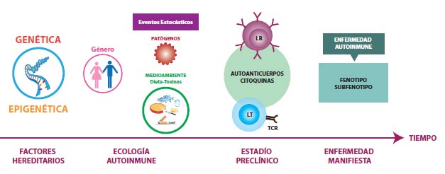 Figura 2. Modelo de cuatro fases del desarrollo de las enfermedades autoinmunes (EAI). 