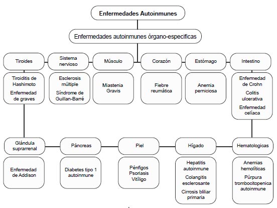 Figura 3. Clasificación de las enfermedades autoinmunes Órgano-Específicas