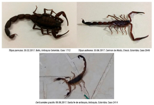 Figura 1. Imágenes de escorpiones enviados para reconocimiento al CIEMTO.