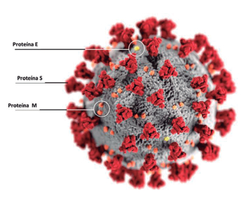 Figura 1. Esquema de una partícula viral de SARSCoV-2. Tomada y modificada de los CDC.www.cdc.gov
