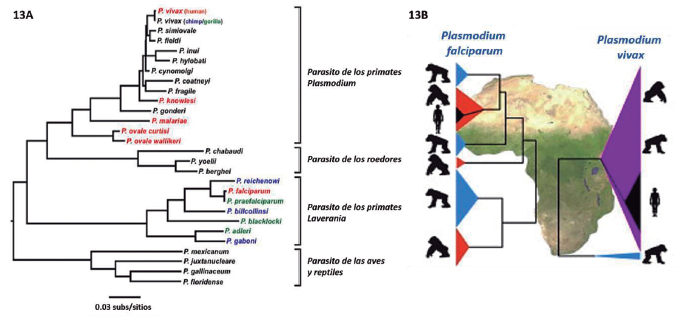 Figuras 13A y B. Relaciones evolutivas del Plasmodium spp. Los colores resaltan los Plasmodium spp. que
