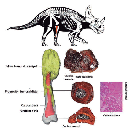 Figura 1. Esqueleto de Centrosaurus apertus con el peroné mostrado en rojo. Reconstrucción tridimensional que