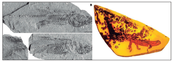 Figura 8A. El Pachylebias crassicaudus (Agassiz) es un pez fósil ampliamente distribuido por el perfilcontinental de
