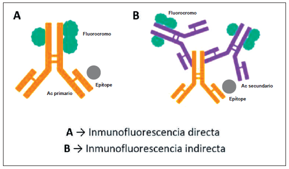 Figura 1. Representación esquemática de las técnicas de inmunofluorescencia.