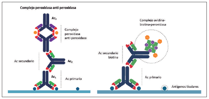 Figura 2. Representación esquemática de las técnicas de inmunohistoquímica: Complejos inmunoenzimáticos