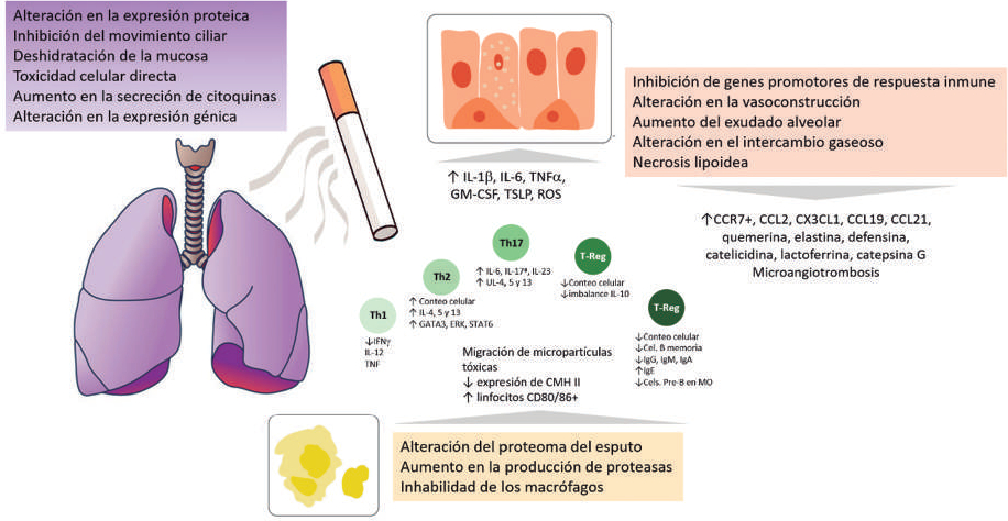 Figura 6. Integración del proceso inflamatorio inducido por la nicotina y el humo por combustión del tabaco en el
