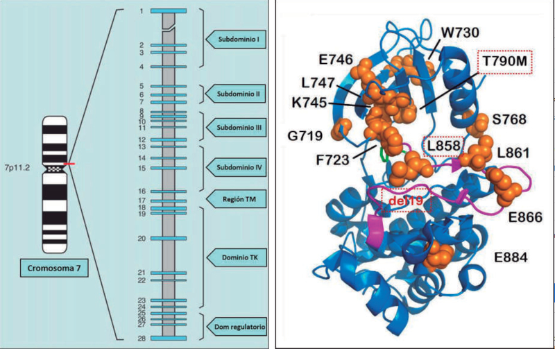 Figura 8. Gen para el receptor del factor de crecimiento epidérmico (EGFR, ErbB-1 o HER1 en el ser humano).