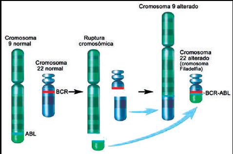 Figura 3. Cromosoma Filadelfia. Translocación recíproca