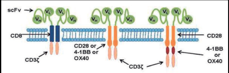 Figura 5. Estructura de las células T con receptores de antígeno quimérico. Los CAR-T de primera generación están