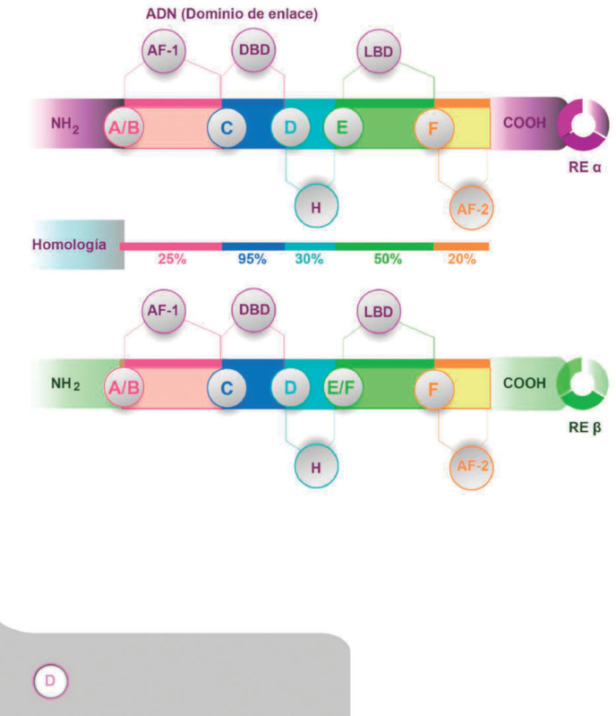 Figura 1. Se muestran los seis dominios funcionales de ambos receptores de estrógeno (RE); así como la