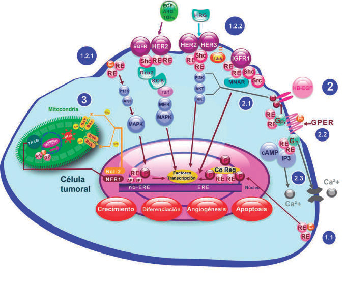 Figura 2. Resumen de las vías de señalización del receptor de estrógeno (RE) descubiertas hasta el momento.