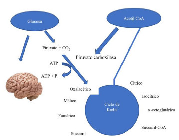 Figura 2. Interacción de la glucosa y la acetil-CoA, y