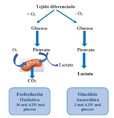 Figura 4. Producción energética en la glucólisis aeróbica y la anaeróbica. Autoría Propia.