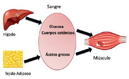 Figura 5. Suministro exógeno de substratos en el organismo. Durante el ejercicio, el sistema musculoesquelético requiere una administración continua de sustratos exógenos para proveer energía para la contracción muscular.