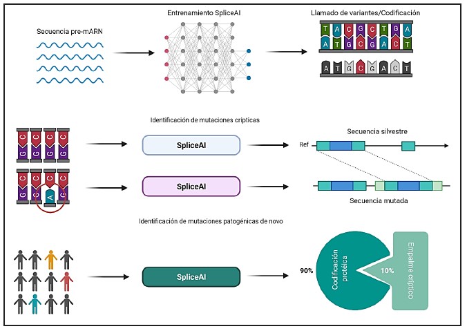 Figura 1. SpliceIA, una red neuronal profunda que modela con precisión el empalme de ARNm a partir de una secuencia genómica y predice la presencia de mutaciones de cripticas no codificantes en pacientes con enfermedades genéticas raras.