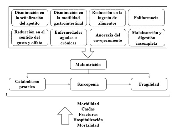 Figura 2. Relación entre las alteraciones gastrointestinales frecuentes en el envejecimiento y la desnutrición.