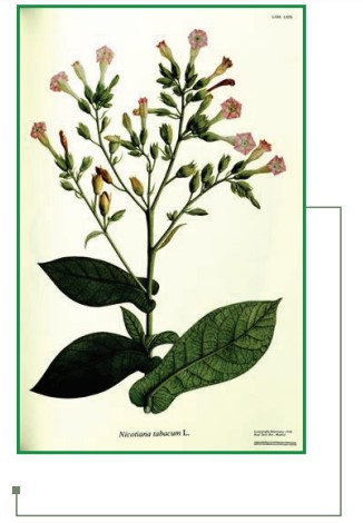 Figura 5. Tabaco (grupo: estimulantes). Ilustración de la Real Expedición Botánica, Nicotiana tabacum,
