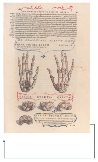 Figura 9: Huesos de la mano y el carpo. De Humanis Corporis Fabrica(24).