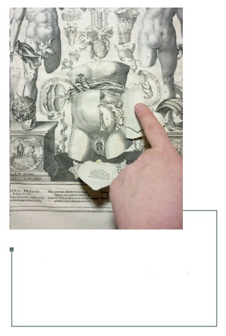 Figura 12: Contenido de la cavidad abdominal visible luego de plegar la cobertura de los genitales y las ventanas de la pared abdominal. Catoptum Microcosmicum, Johan Remmelin, 1619 (25).