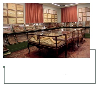 Figura 17: Sala de ceras anatómicas. Museo La Specola, Florencia, Italia (34).