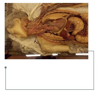 Figura 19: Disección de cuello, tórax y abdomen. Museo La Specola, Florencia, Italia, Colección personal.