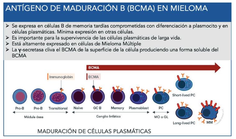 Antígeno de Maduración B (BCMA) en la maduración de las células plasmáticas (17)