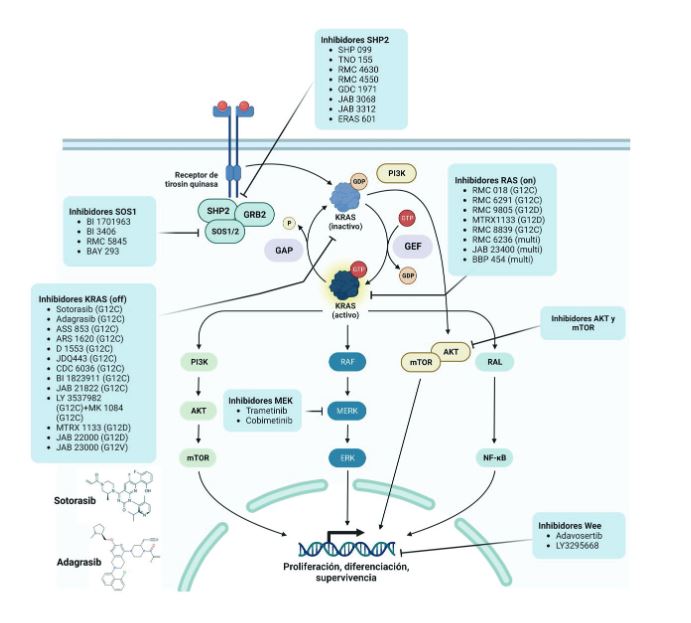 Vía de señalización e inhibidores de la vía RAS en cáncer de pulmón y otras neoplasias sólidas