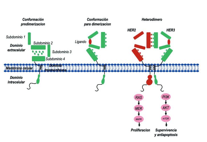 Mecanismos implicados en la señalización a través de HER2
