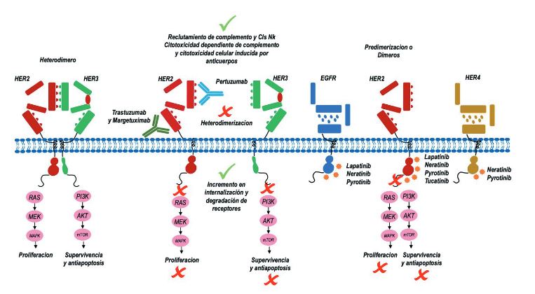 Mecanismos de acción de los tratamientos antiHER2.